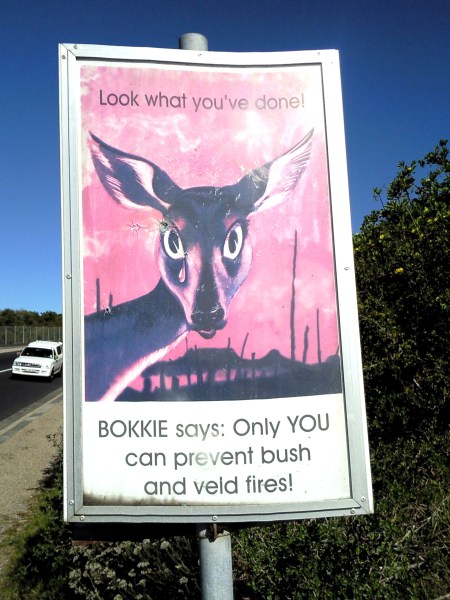 bokkie